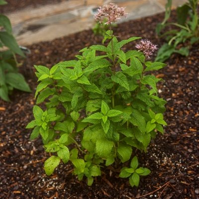 Coastal Plain Joe Pye Weed